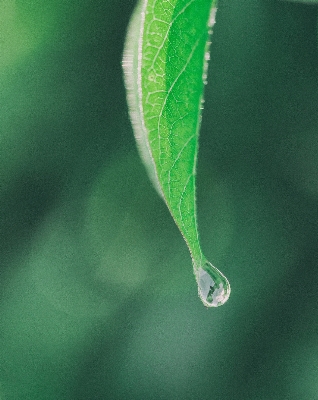 Water nature grass branch Photo