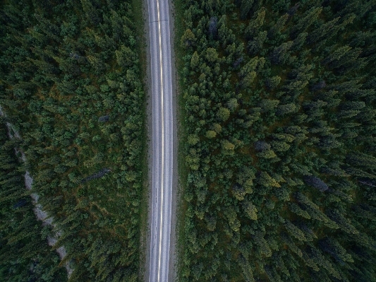 Фото дерево лес трава растение