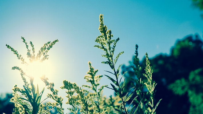 Tree nature grass branch Photo