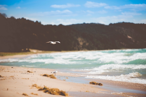 Beach sea coast water Photo