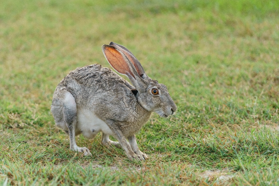 Gras prärie
 tier tierwelt