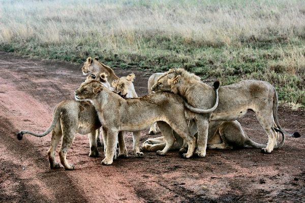 Grass animal wildlife wild Photo