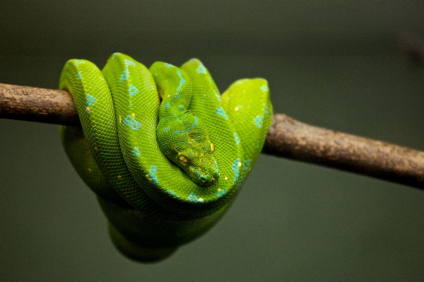 Leaf flower green reptile Photo