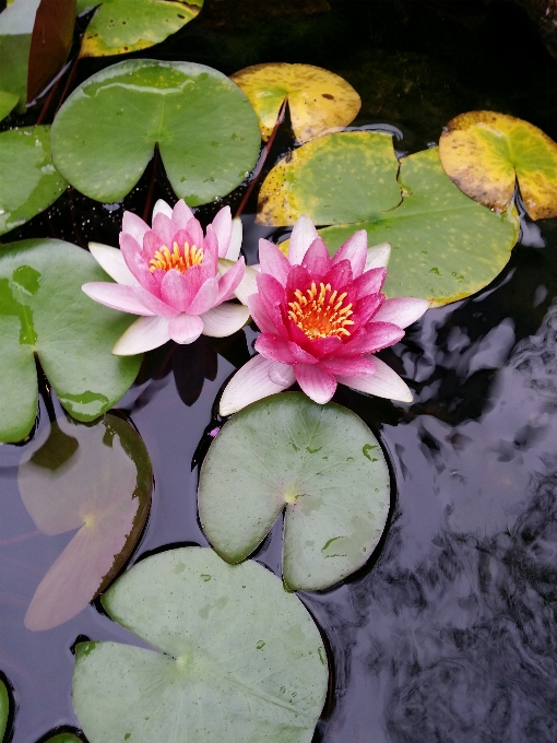 花 植物 葉 花弁