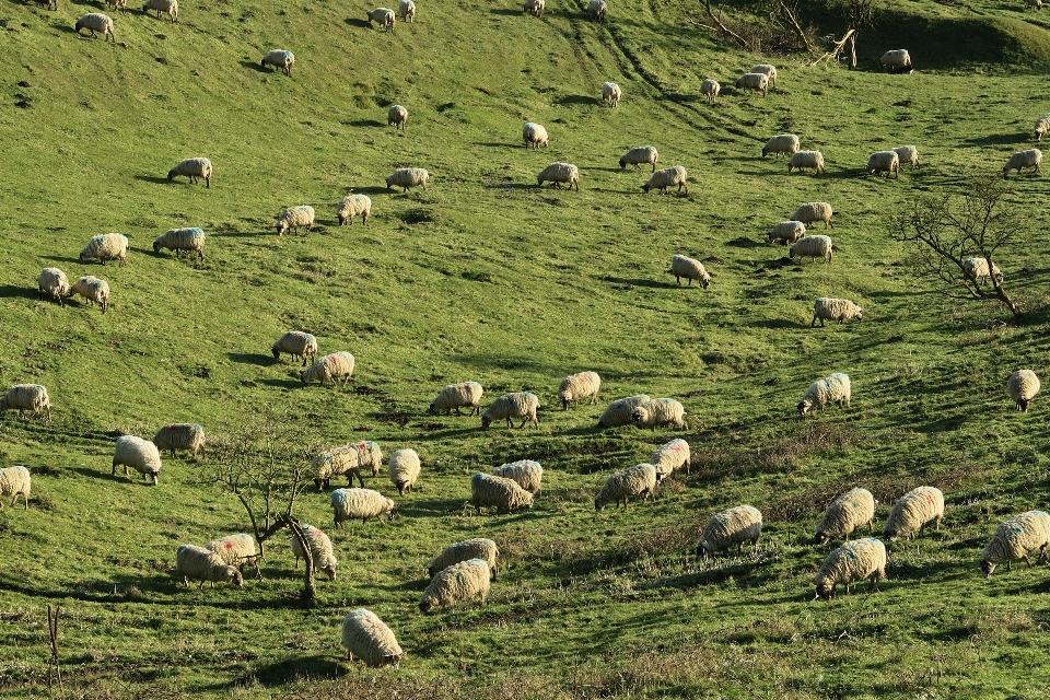 Landschaft gras feld bauernhof