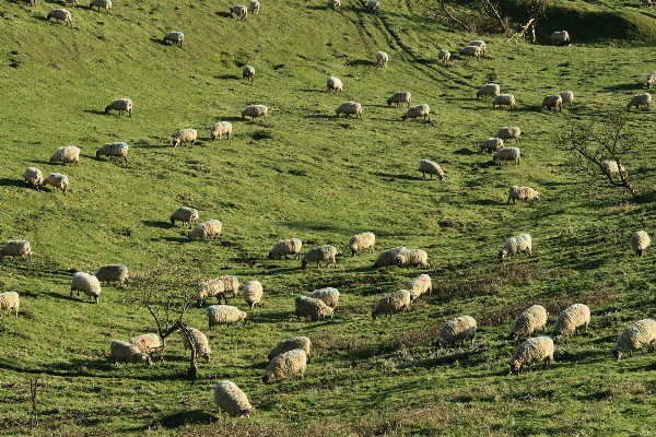 Foto Paisaje césped campo granja