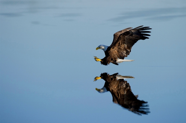 水 鳥 羽 野生動物 写真