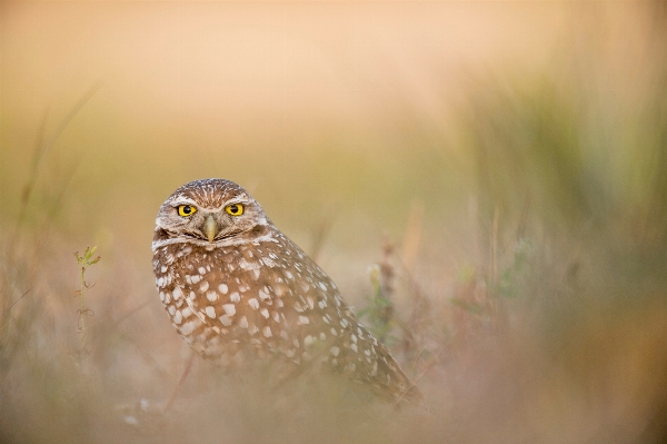 Foto Natura uccello animali selvatici becco