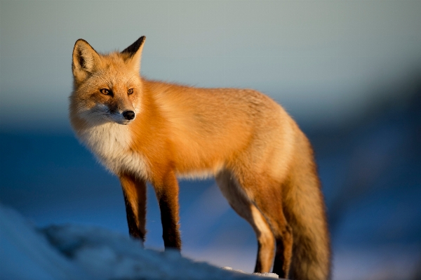 Foto Animal animais selvagens pelagem mamífero