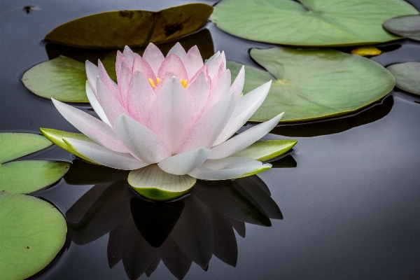 Foto Acqua pianta foglia fiore