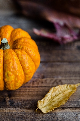 Plant leaf fall food Photo