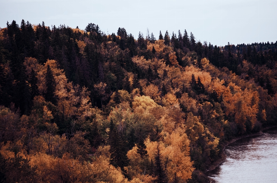 Krajobraz drzewo woda natura