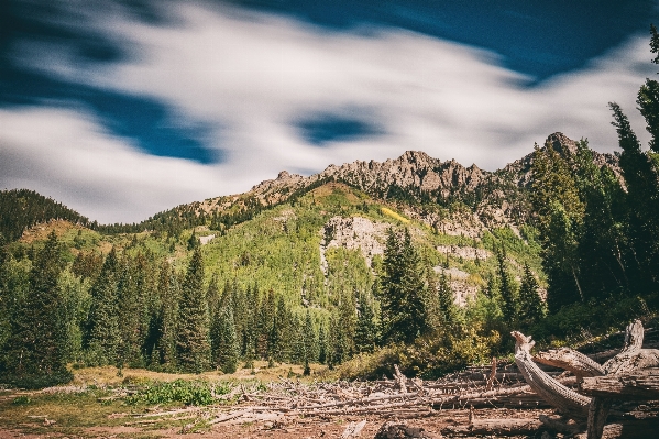 Landscape tree nature forest Photo