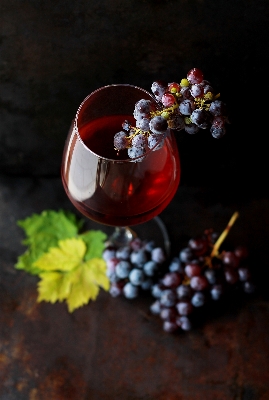 Plant grape wine fruit Photo