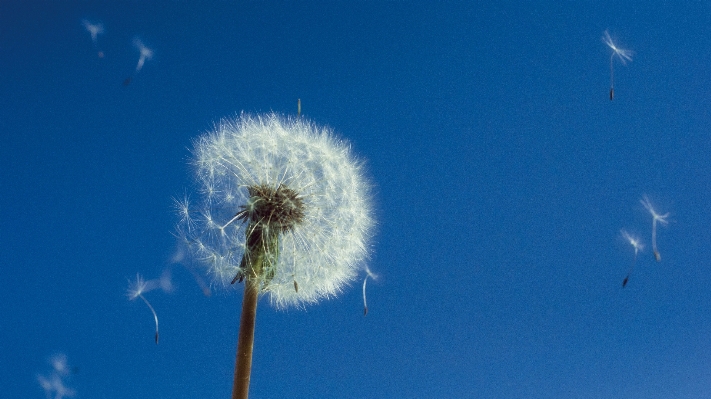 Grass cloud plant sky Photo