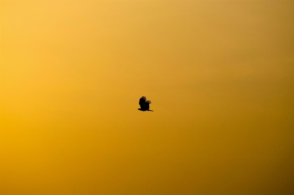 地平線 シルエット 鳥 空 写真