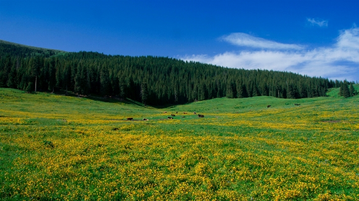 Landscape tree forest grass Photo