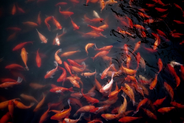 Water pond orange red Photo