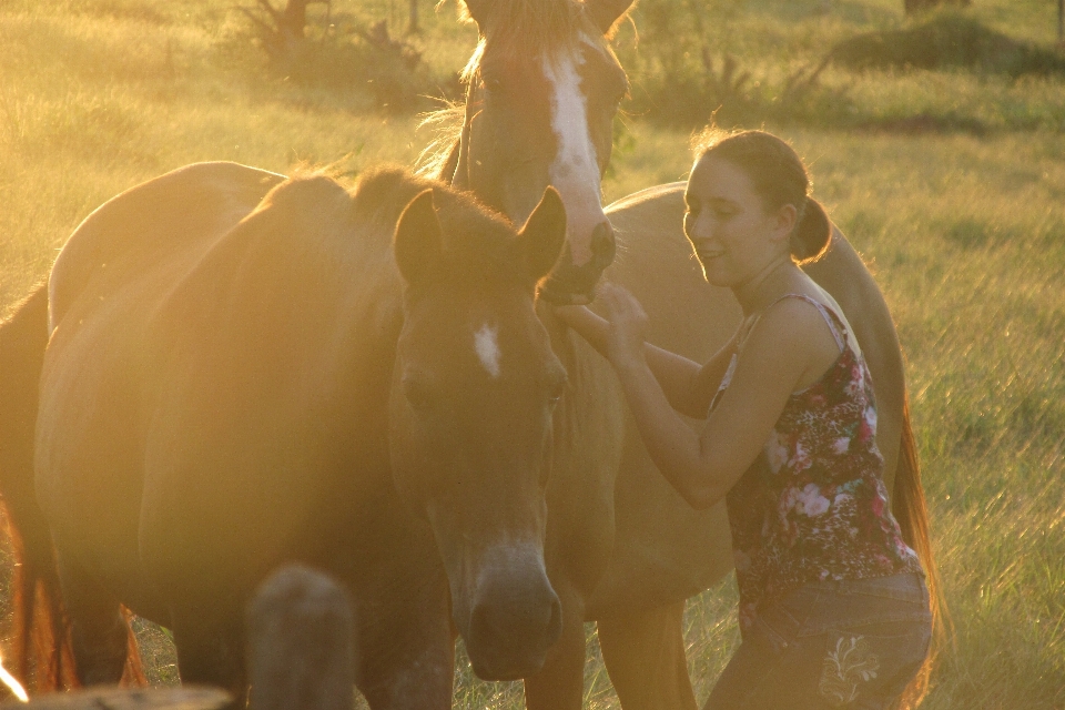 Lumière du soleil cheval étalon interaction