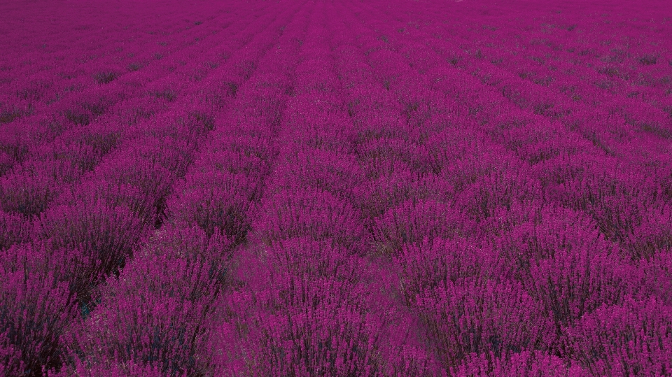 Plantar linha campo pradaria
