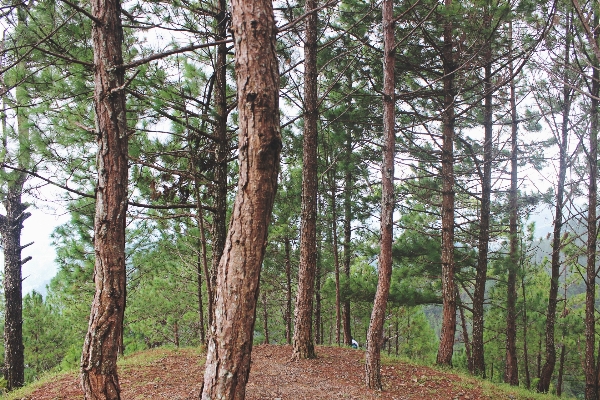 Foto árbol bosque planta madera