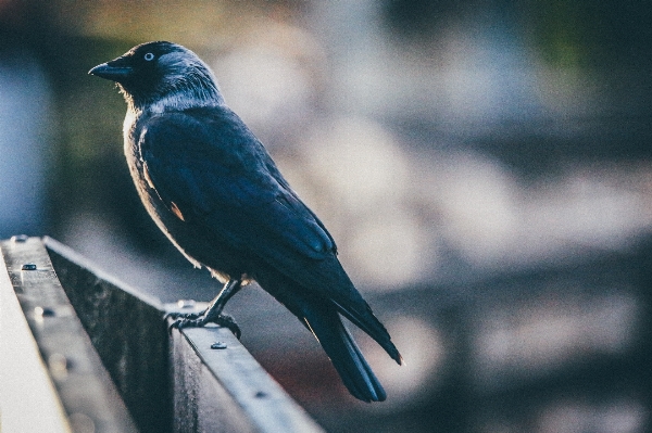 Foto Natura uccello ala animali selvatici