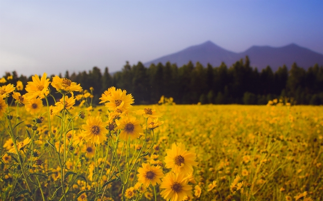 Zdjęcie Krajobraz drzewo natura góra