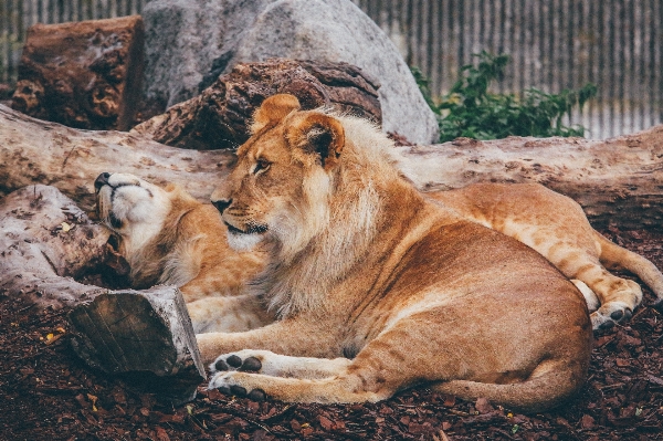 Photo Animal des loisirs faune zoo