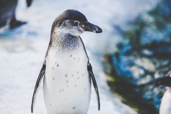 Foto Inverno uccello animali selvatici becco