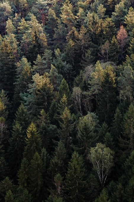 Arbre forêt région sauvage
 bifurquer