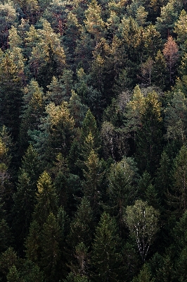 Tree forest wilderness branch Photo