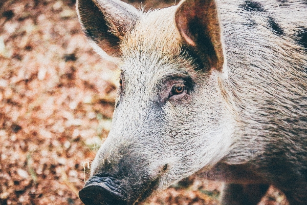 Zdjęcie Zwierzę dzikiej przyrody ssak fauna