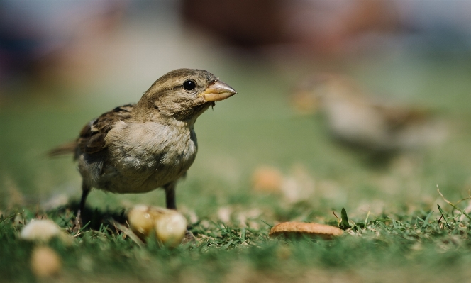 Nature grass branch bird Photo