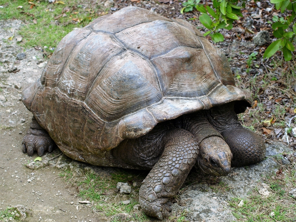 Animais selvagens jardim zoológico tartaruga réptil