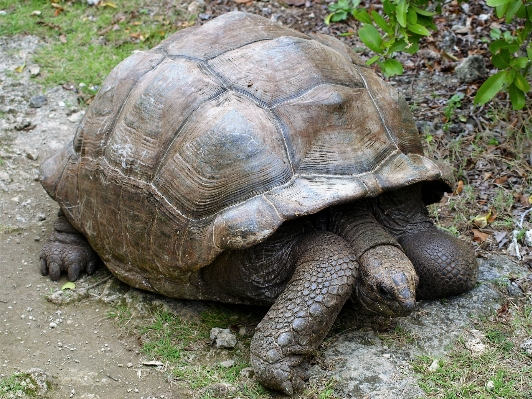 Wildlife zoo turtle reptile Photo