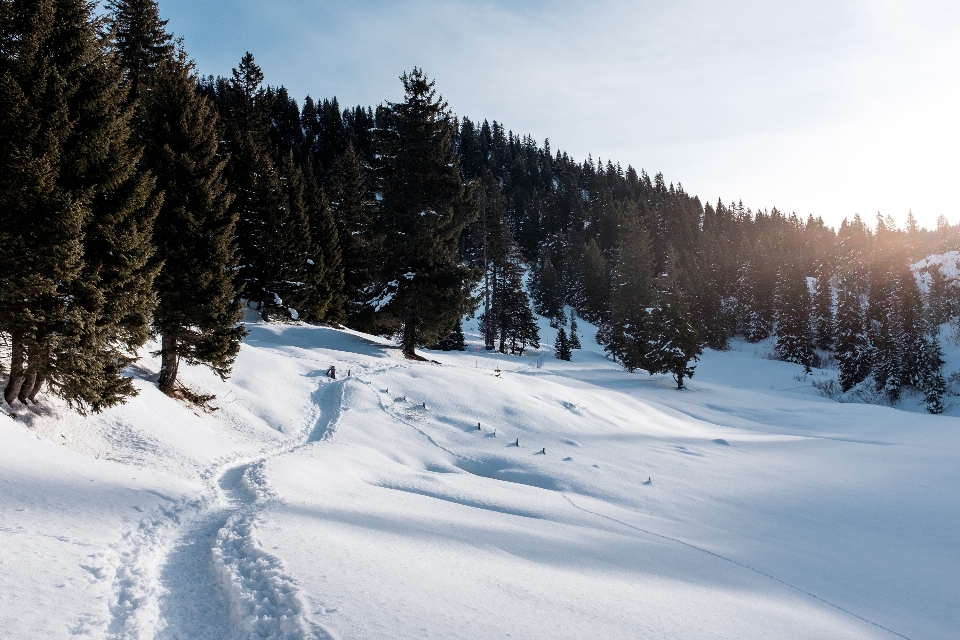 Albero foresta montagna nevicare