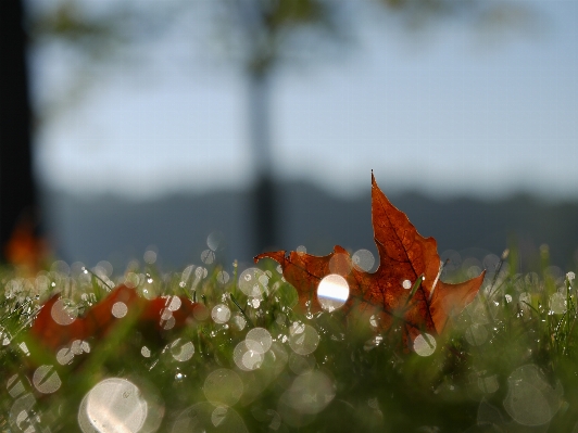 Water nature grass dew Photo