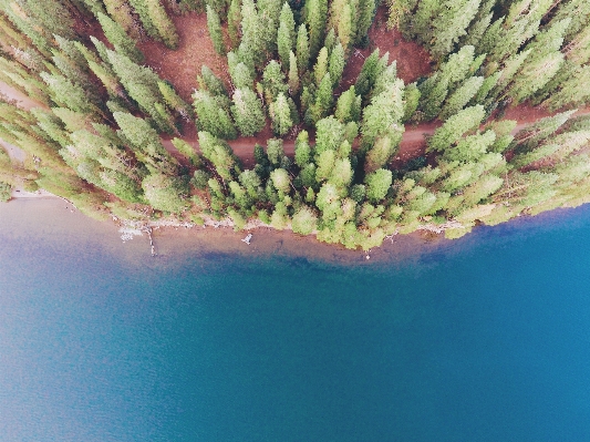 海 海岸 木 水 写真