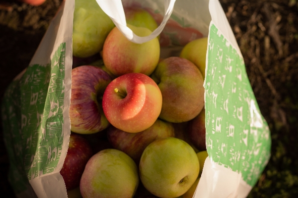 Apple anlage frucht essen Foto