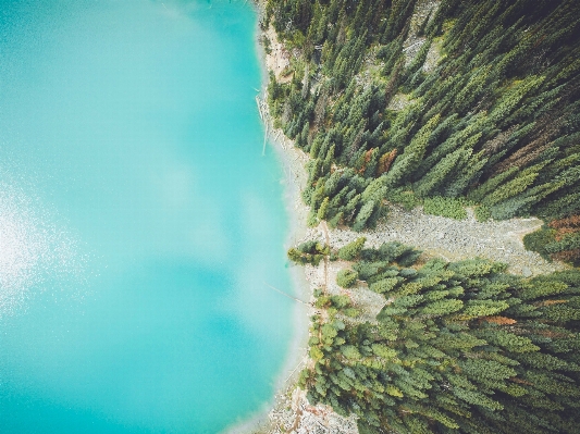 海 海岸 木 水 写真