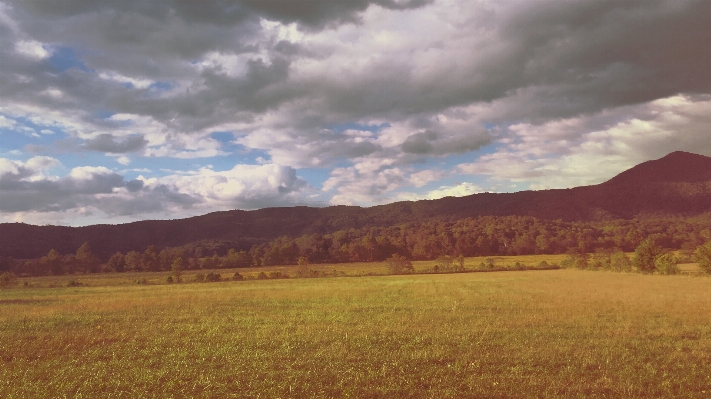 Landschaft baum natur gras Foto