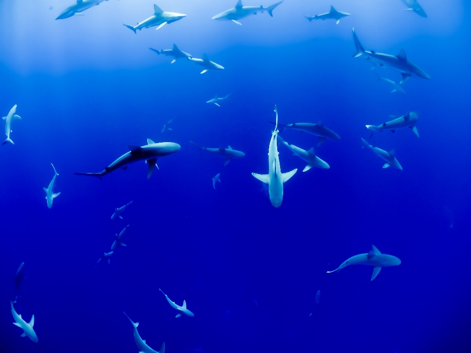 Sea ocean underwater biology