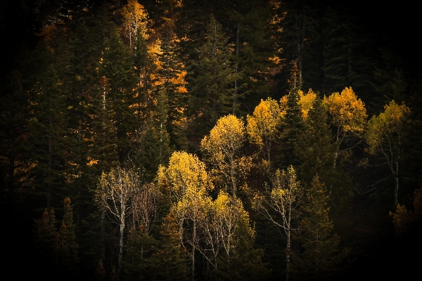 Tree nature forest branch Photo