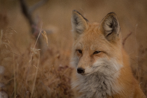 Animal wildlife wild mammal Photo