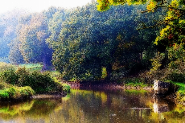 Landscape tree water nature Photo