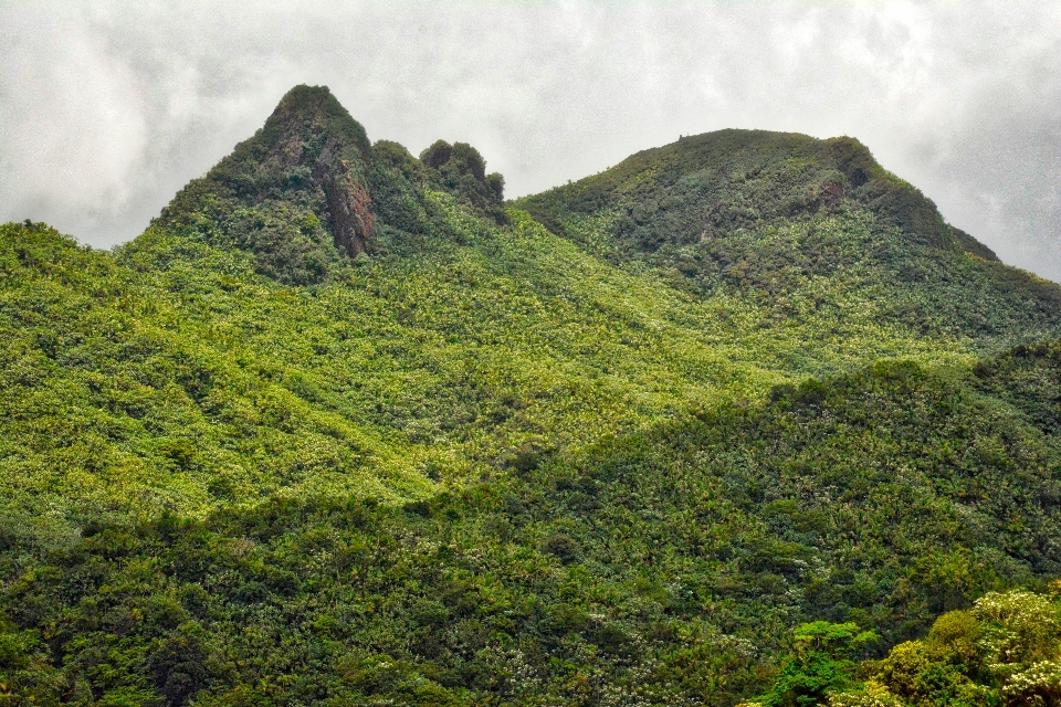 Paisagem natureza floresta rock