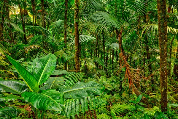 Forest plant leaf flower Photo