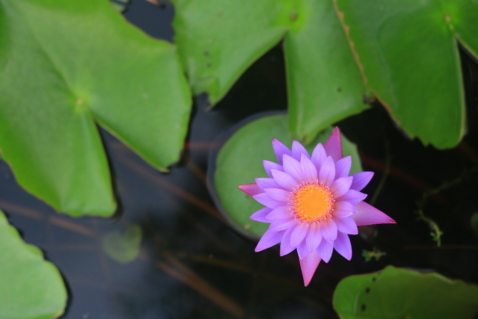 Nature blossom plant leaf