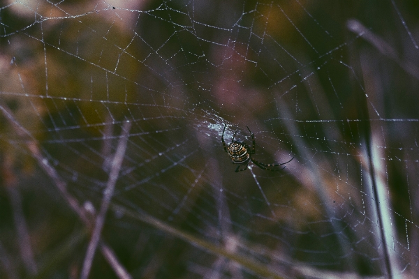 Nature dew fauna material Photo