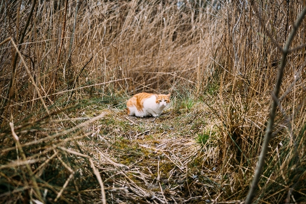 草 動物 野生動物 猫 写真